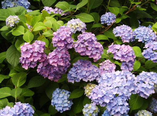 Flowers on Saul Rd Island