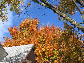 Fall foliage, Saul Rd