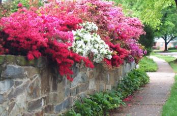 Azaleas, Woodfield Rd