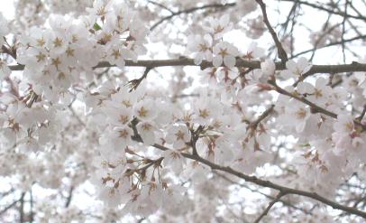 Cherry Blossoms, Saul at Wildwood