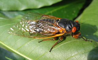 Cicada on leaf, Woodfield Rd