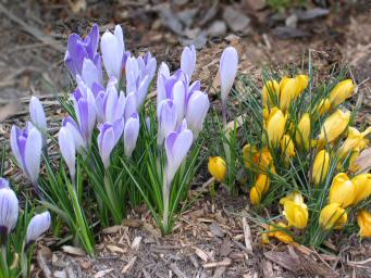 Crocuses, Saul Rd