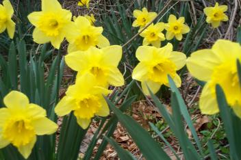 Daffodils