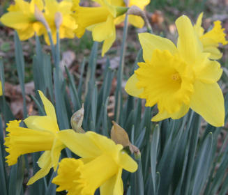 Daffodils, Rock Creek Park