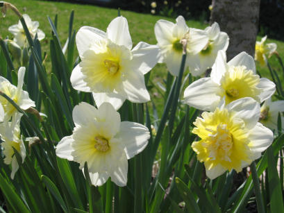 Daffodils, Saul Rd