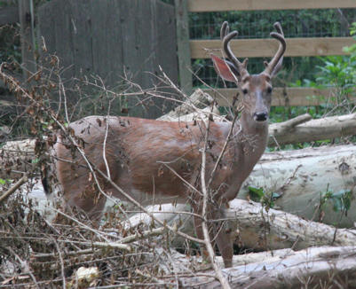 Deer, Rock Creek Park