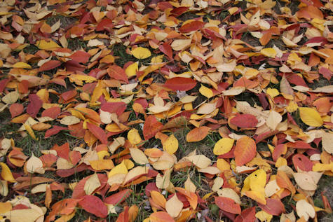 Fallen leaves