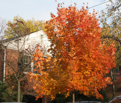 Fall foliage, Woodfield Rd