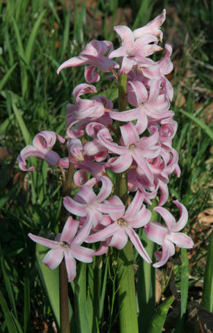 Hyacinth