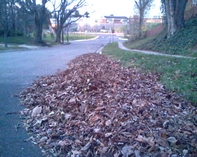 Pile of raked leaves, Woodfield Rd