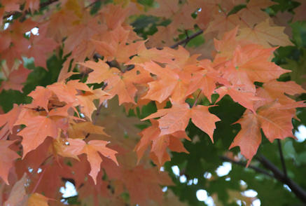 Autumn leaves, Saul Rd