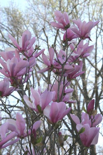 Magnolia