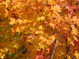 Maple leaves, Saul Rd