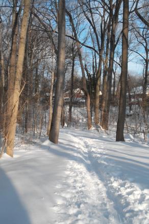 Ski tracks in the park