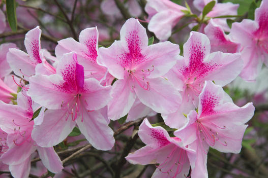 Azaleas, Saul Rd